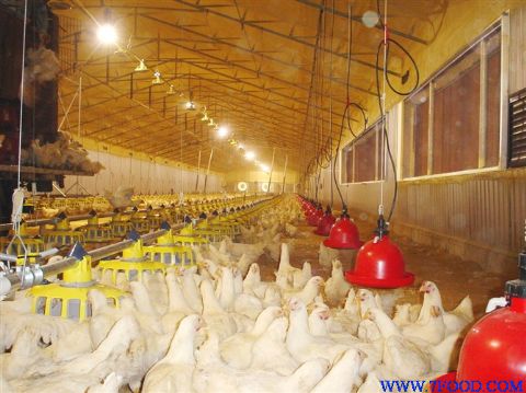 大型养殖场、温室大棚及畜牧场通风降温设备(