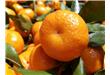 今年砂糖橘大豐收，價格跌慘了！剛開售就賣出“白菜價”，最便宜10元3斤