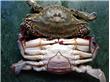 “九雌十雄”今年大闸蟹丰产 扬州本地蟹中下旬将上市