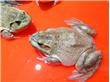 苏州菜场牛蛙销售价格半年翻番 因货源地封杀牛蛙养殖？