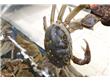 新鲜的虾蟹开始上桌 江蟹、赤虾等海鲜价格腰斩