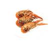 重庆研发“生物农药421” 让小龙虾和水稻和平共处