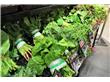 恩施：节后州城“菜篮子”调查：部分蔬菜价格上涨