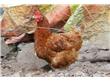 记者深入产地调查：鸡肉价格怎么走？还能愉快地“吃鸡”否？