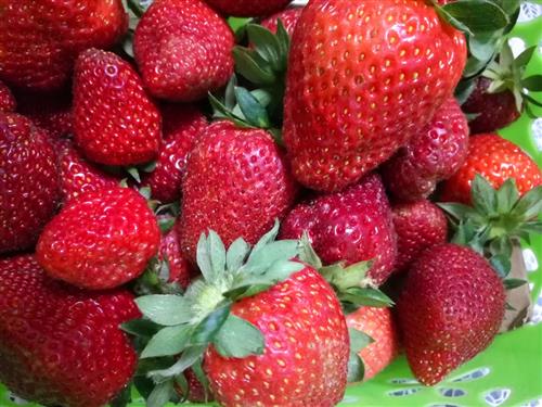 菠萝莓的营养价值_营养知识_食品常识