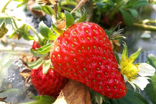 草莓的药用功效_保健功效_食品常识