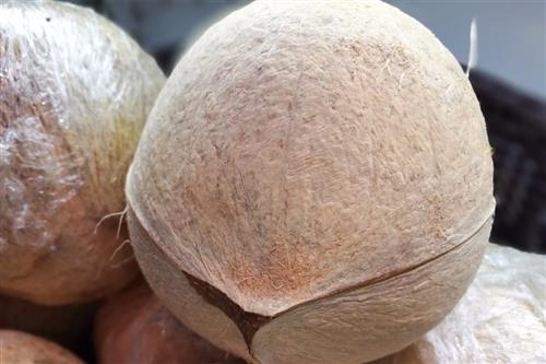 夏天椰子能存放多久 椰子怎么保存的方法_保鲜