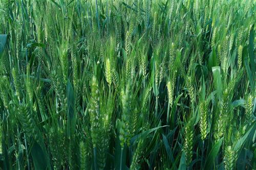 大麦施用有机肥的种植技术