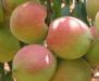 12种人工催生的有毒水果