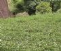 大红袍茶树种植