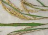 鉴别水稻种子优劣十种方法