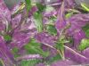 紫背菜