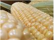 多吃玉米有益 一根玉米能防多种癌