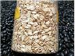 燕麦的营养价值 富含B族维生素