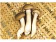 杨树蘑菇