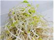 绿豆芽怎么发 在家发绿豆芽的方法