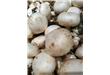 山东：摘来的蘑菇烧成汤8岁娃中毒 菌类专家称最好别碰野蘑菇