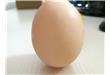 鸡年鸡蛋流年不利 广州鸡蛋价格跌至历史最低