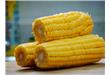 糖尿病人能吃玉米吗？