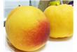 黄桃是热性还是凉性？