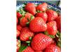 种草莓不需用激素催熟，草莓有白粉原是太阳流浪惹的祸