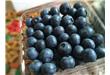 蓝莓的食用禁忌