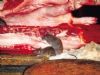 菜场成群老鼠啃鲜猪肉 肉贩视而不见
