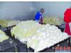 韩国“泡菜危机”带来商机 泡菜出口企业订单猛增
