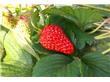 美容养生：夏季多吃7种水果就能美白