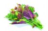 紫苏能抗菌解热 紫苏叶的功效与作用