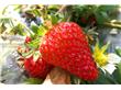 多吃草莓有21个好处 不同吃法食疗功效亦不同