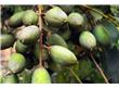橄榄成熟于冬季 美味好吃又治病