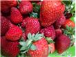 草莓营养丰富 冬季是吃草莓的好季节