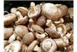 香菇屡次被曝重金属超标 对人体究竟是否有伤害？
