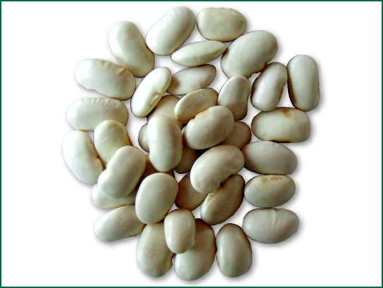 白芸豆提取物White Kidney Bean Extract