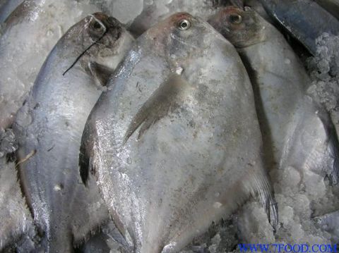 品:鲳鱼 产品:4500元/吨 带鱼,鱿鱼,红花鱼,鲳鱼(白,黑),鸡爪