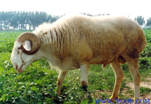 供应 小尾寒羊波尔山羊南疆黄羊种羊羔羊