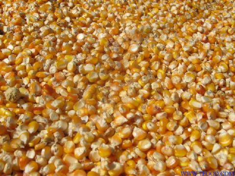 天惠养殖常年收购玉米