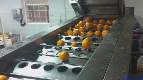 橙子分级机