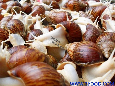 供应鲜活白玉蜗牛商品蜗牛法国蜗牛