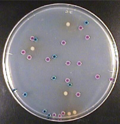 菌落呈现三种颜色:大肠杆菌菌落呈现紫色-蓝紫色;大肠菌群菌落呈现