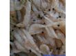 南极磷虾冰鲜虾（KRL01）