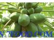 木瓜蛋白酶生物酶制剂改良剂松化产品烘焙专用酶制剂