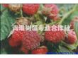 树莓鲜果树莓苗封丘青堆树莓