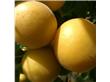 香蜜杏树苗批发（0.5-2）