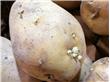 土豆变青发芽了还能吃吗？