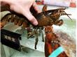 温州：携带12只非洲龙虾入境 当事旅客被列入“黑名单”