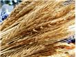 发展甘肃藜麦产业助力农业供给侧改革