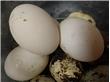 鸽子蛋的营养与功效