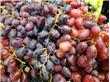 不同颜色葡萄的功效差别竟然这么大，爱吃葡萄的你知道吗？